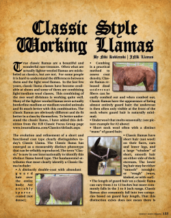 Grooming Classic Style Llamas