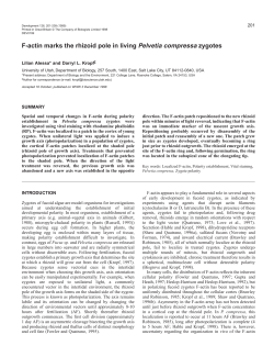 F-actin marks a growth axis