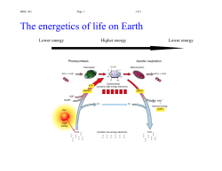 The energetics of life on Earth