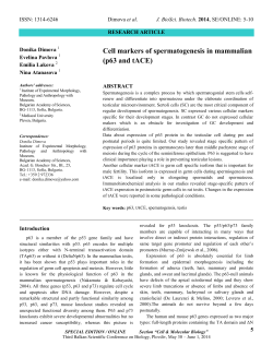 Cell markers of spermatogenesis in mammalian (p63 and tACE)