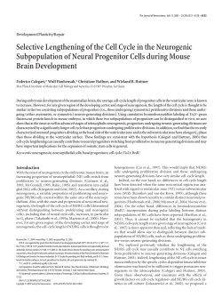 Selective Lengthening of the Cell Cycle in the Neurogenic