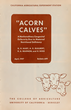 Acorn calves : a nonhereditary congenital deformity due