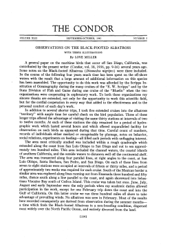 Observations on the Black-footed Albatross (with three ills.)