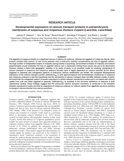 Developmental expression of calcium transport proteins in