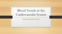 Blood Vessels in the Cardiovascular System