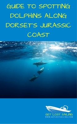 guide to spotting dolphins along dorset`s jurassic coast (1)
