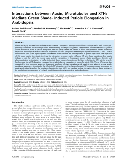 Interactions between Auxin, Microtubules and XTHs Mediate Green