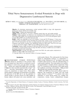 Tibial Nerve Somatosensory Evoked Potentials in Dogs with