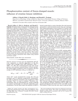 Phosphocreatine content of freeze-clamped muscle