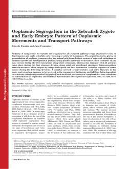 Ooplasmic segregation in the zebrafish zygote and early embryo
