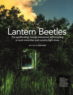 Lantern Beetles - Wonderful West Virginia Magazine