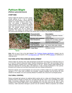 Pythium Blight