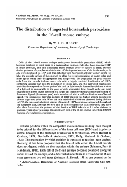 The distribution of ingested horseradish peroxidase in the 16