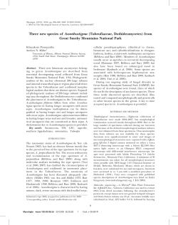 Three new species of Acanthostigma (Tubeufiaceae, Dothideomycetes