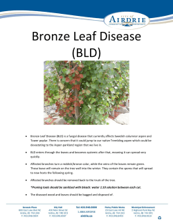 Bronze Leaf Disease (BLD)