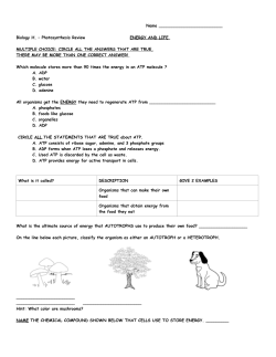 Name Biology H. &ndash; Photosynthesis Review ENERGY AND LIFE