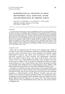 morphological changes in frog pronephric cell surfaces after