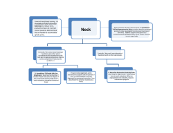 Neck Decision Tree - Restorative Medical