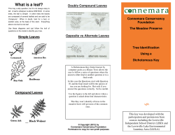Dichotomous Tree Identification brochure