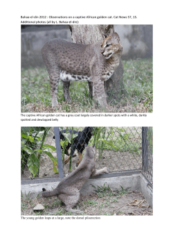 Bahaa-el-din 2012 : Observations on a captive African golden cat