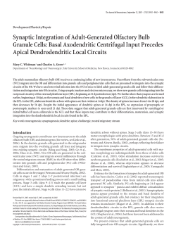 Synaptic Integration of Adult-Generated Olfactory Bulb Granule Cells
