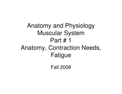 Muscular System Part # 1 Anatomy, Contraction Needs