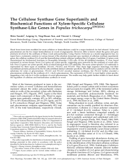 The Cellulose Synthase Gene Superfamily and Biochemical