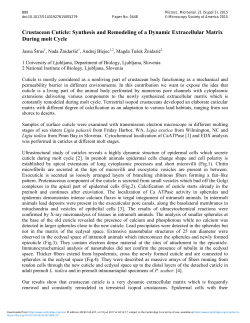 Crustacean Cuticle: Synthesis and Remodeling of a Dynamic