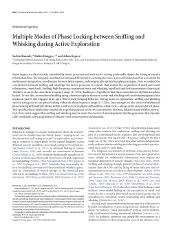 Multiple Modes of Phase Locking between Sniffing and Whisking