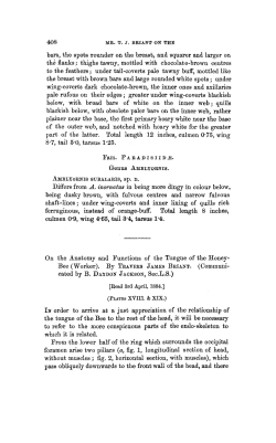 On the Anatomy and Functions of the Tongue of the HoneyBee