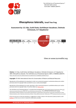 Rhacophorus lateralis, Small Tree Frog