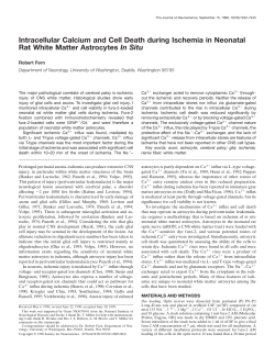 Intracellular Calcium and Cell Death during Ischemia in Neonatal