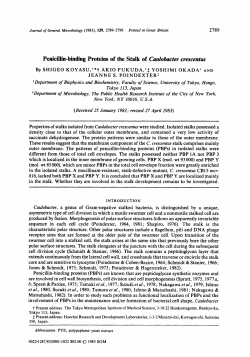 Penicillin-binding Proteins of the Stalk of Caulubucter