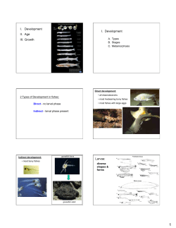 13_development age growth
