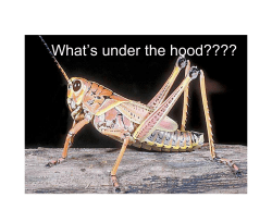 Internal Insect Systems - Purdue Extension Entomology