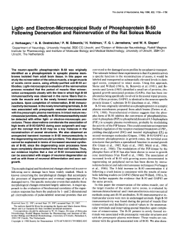 Light- and Electron-Microscopical Study of Phosphoprotein B