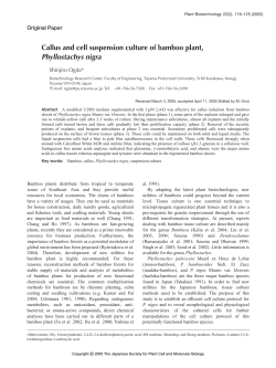 Callus and cell suspension culture of bamboo plant, Phyllostachys