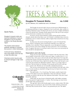 Douglas-fir tussock moths