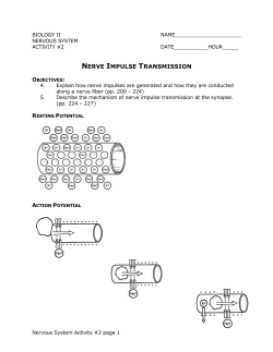 nerve impulse transmission