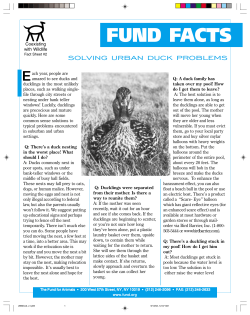 Duck Problems - DFW Wildlife Coalition