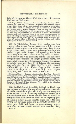Polypod. Mysurense, Heyne, Wall. Cat: n. 269. P. lanatum, Wall. mst