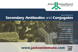 Secondary Antibodies and Conjugates