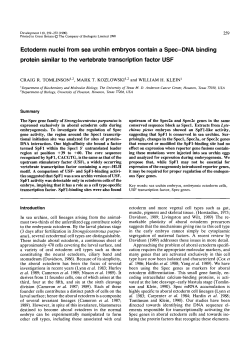 Ectoderm nuclei from sea urchin embryos contain a