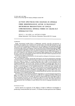action spectrum for changes in spindle fibre