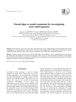 Fucoid algae as model organisms for investigating early