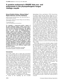 A putative endosomal tSNARE links exo and endocytosis in the