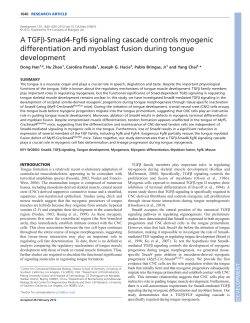 A TGF  -Smad4-Fgf6 signaling cascade controls