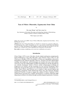 Taxa of Pilaira (Mucorales, Zygomycota) from China