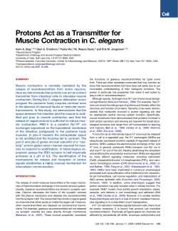 Protons Act as a Transmitter for Muscle Contraction in C. elegans