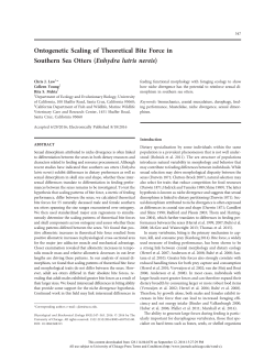 Ontogenetic Scaling of Theoretical Bite Force in Southern Sea Otters